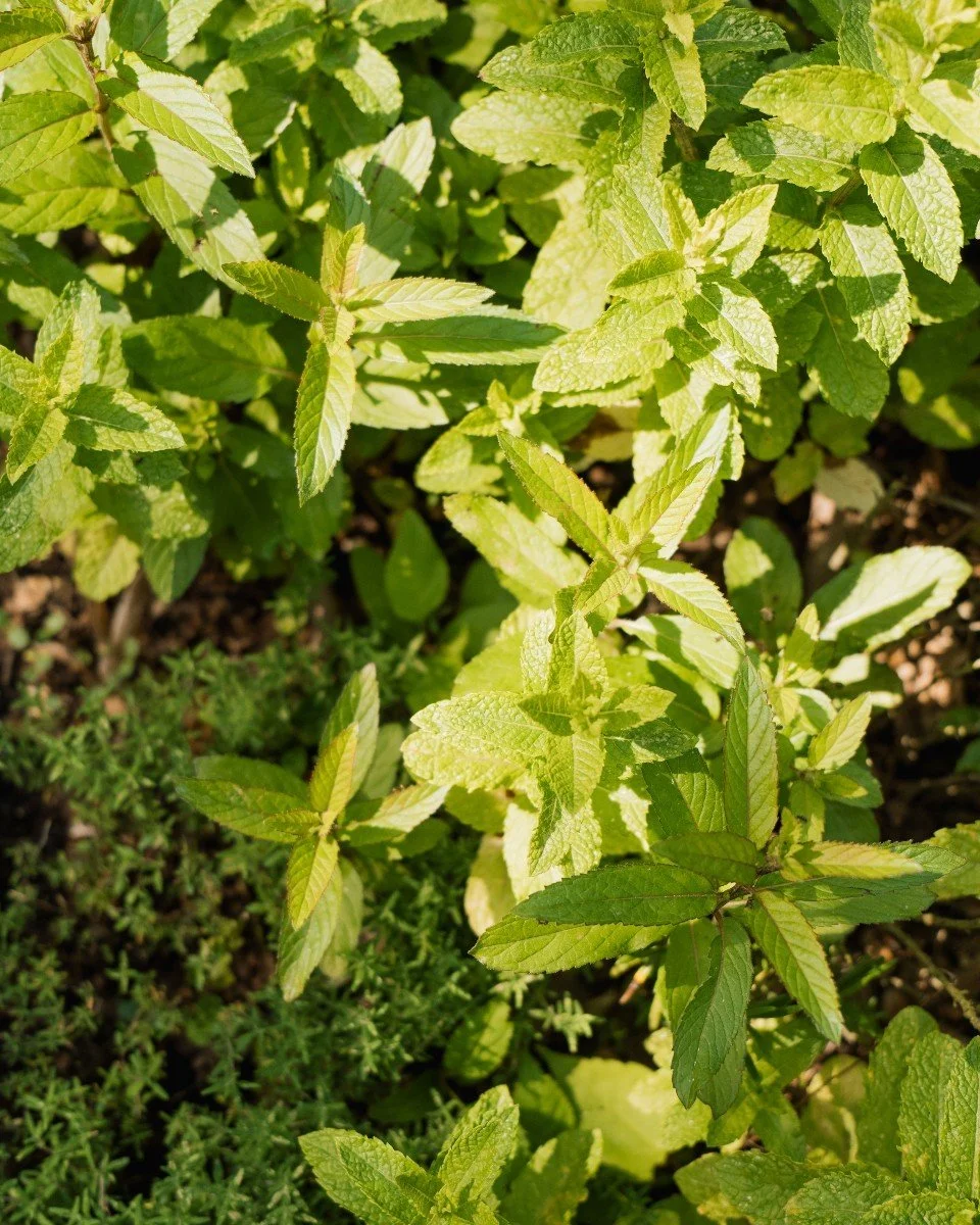 Nahaufnahme von grünen Minzblättern im Garten.