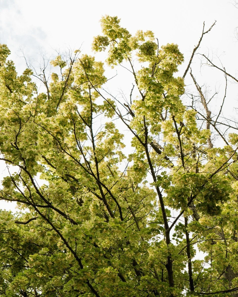 Blick nach oben auf blühenden Baum mit grünen Blättern und Ästen unter hell bewölktem Himmel.