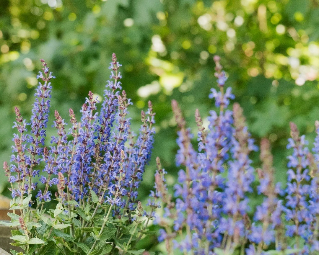 Bunte Blüten von Lavendel vor grünem Hintergrund.