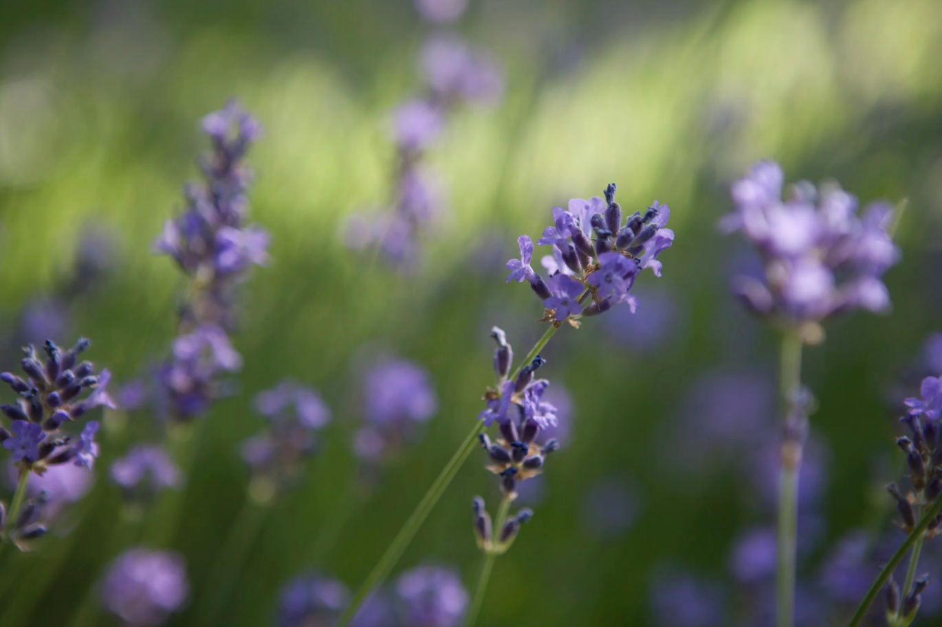 Lila Lavendelblüten auf grünem Hintergrund