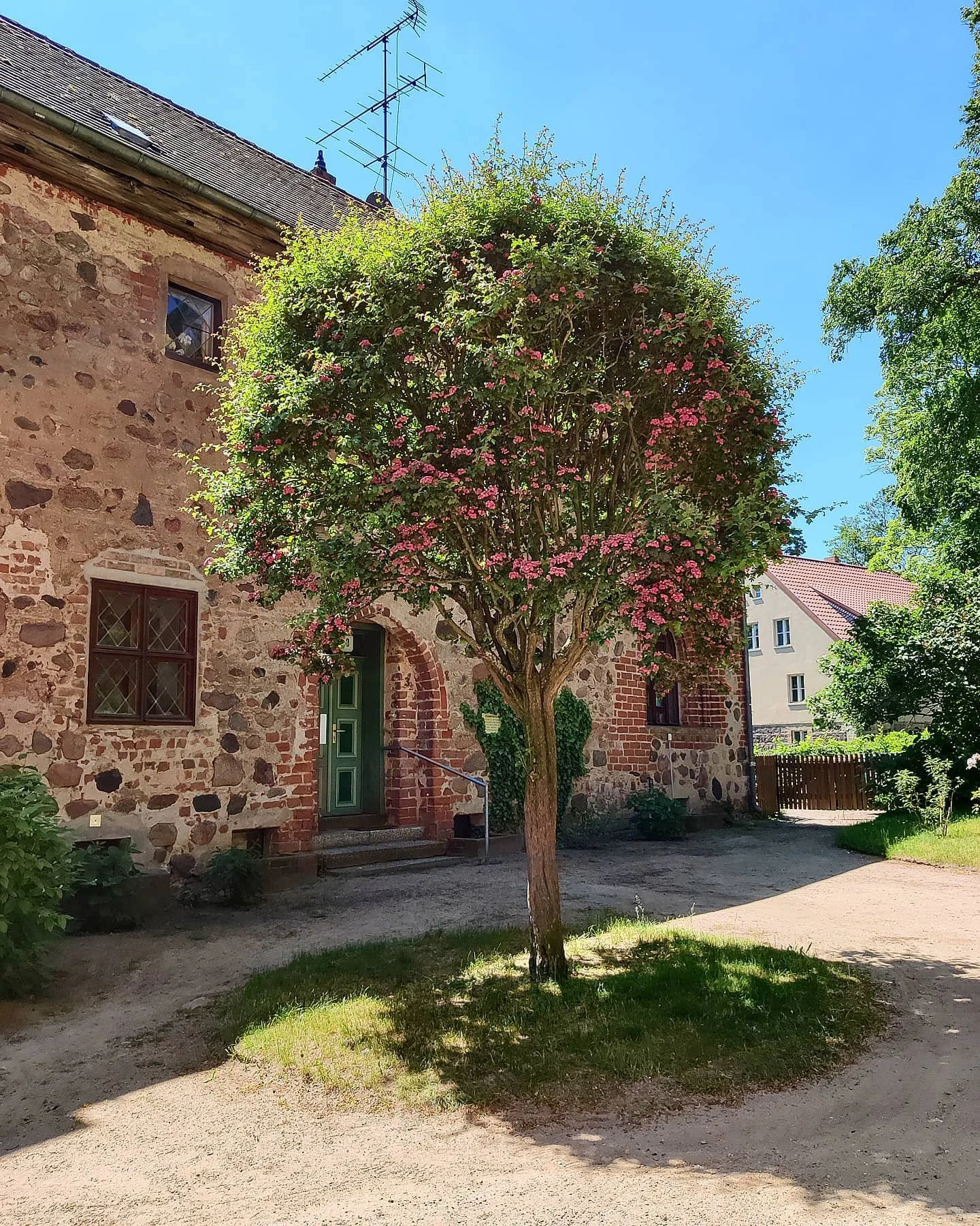 Ein Baum mit rosa Blüten vor einem alten, steinernen Bauernhaus mit grüner Tür und kleinen Sprossenfenstern, umgeben von Gartengrün und einem klaren blauen Himmel.
