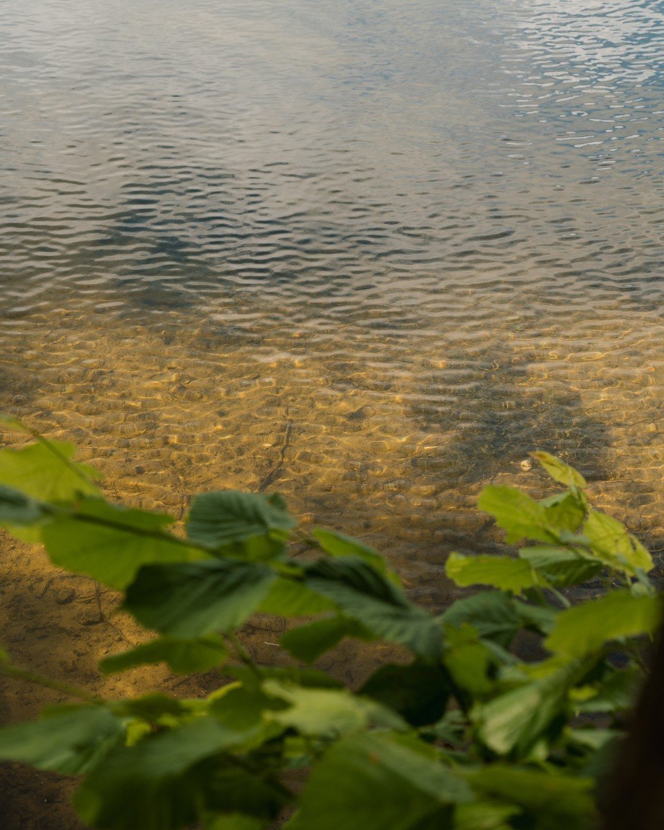 Ein Blick auf einen klaren See mit sichtbarem sandigem Grund und grünen Blättern im Vordergrund.