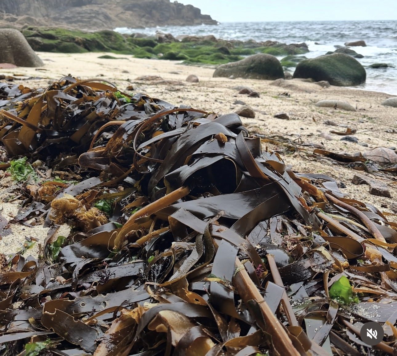 seaweed on beach