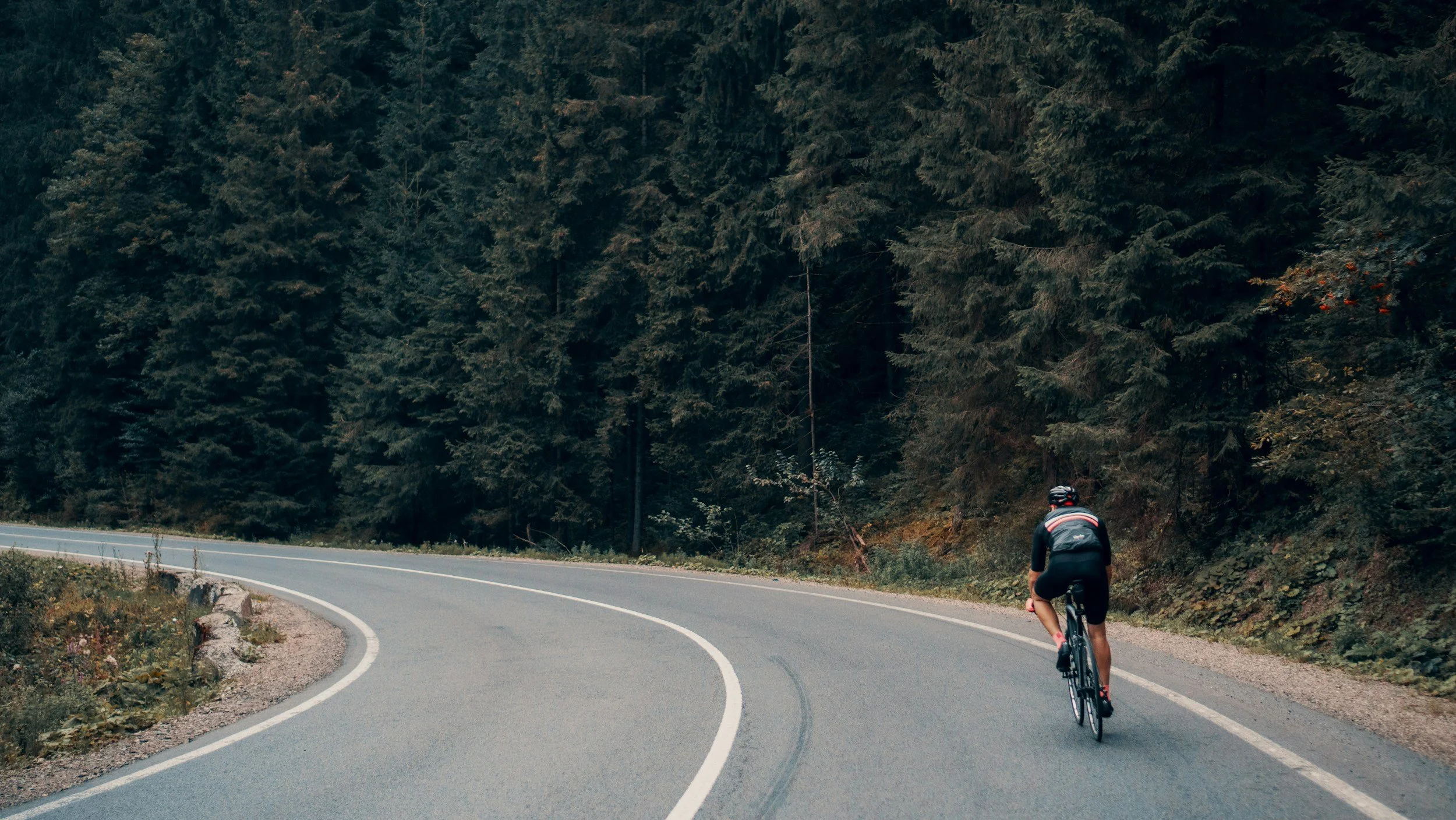 A cyclist riding on a winding road through a forested area with tall pine trees.