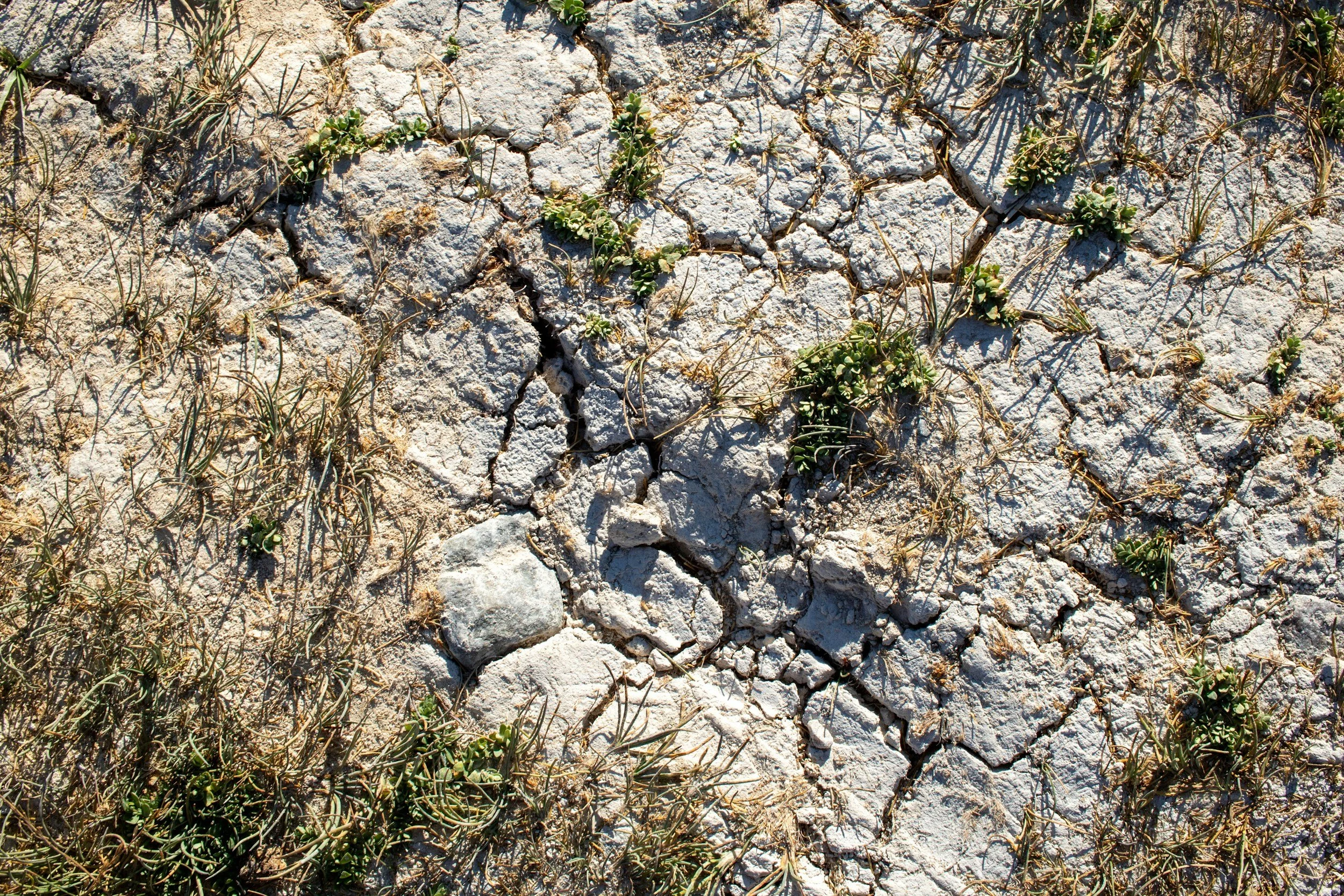 Cracked dry earth with sparse green plants and grasses growing between the cracks.