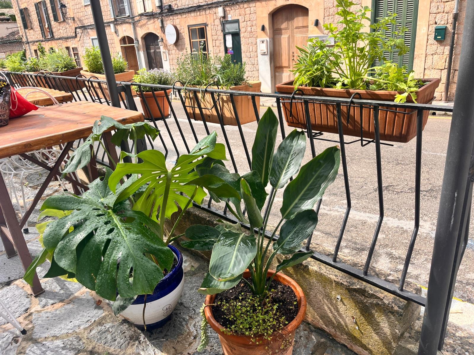 Potted plants on a city sidewalk, including large leafy plants and herbs in rectangular planters on a metal railing, with a brick building in the background.