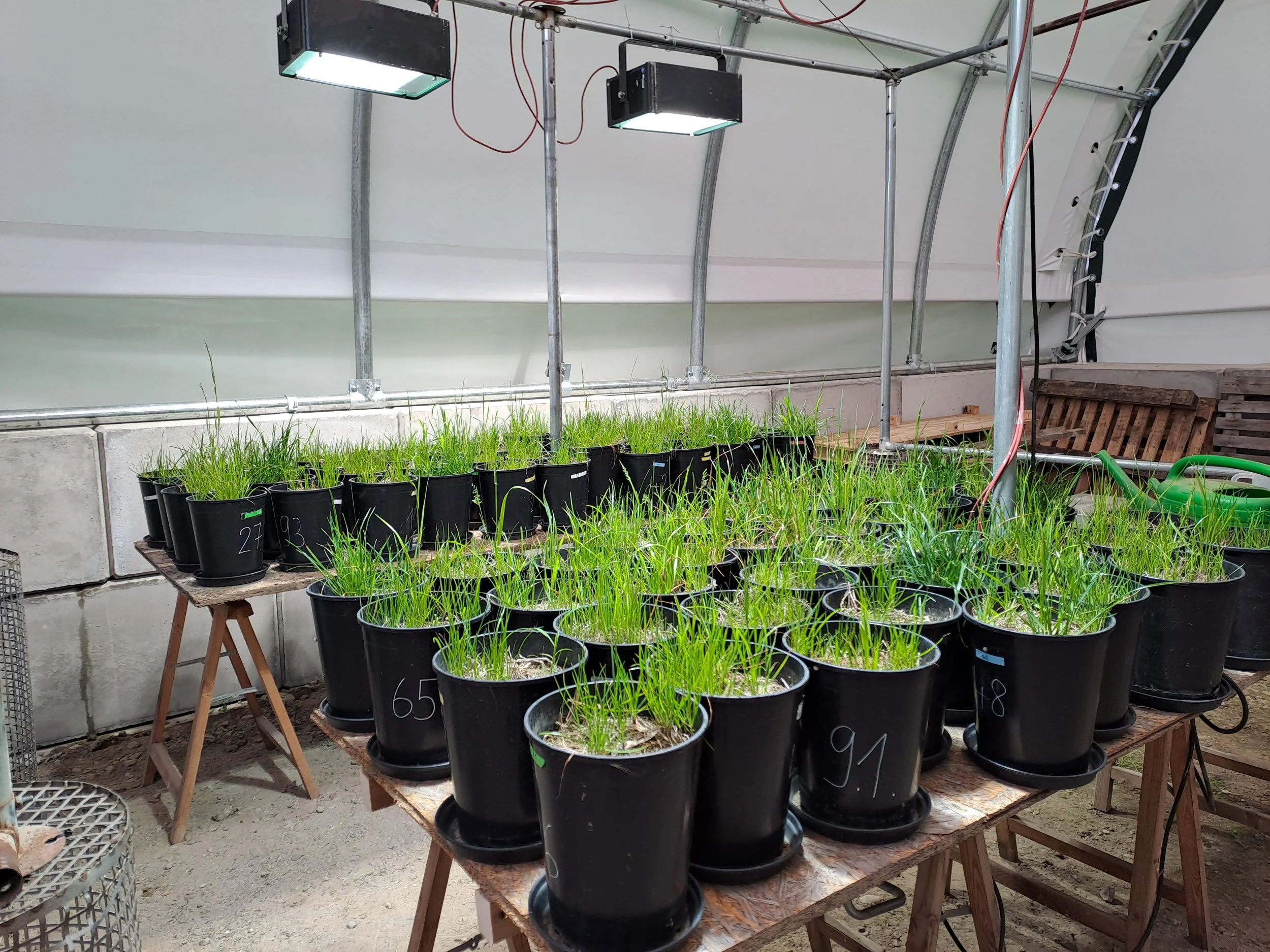 Indoor grow area with multiple black plant pots on a wooden table filled with green seedlings. There are grow lights hanging from a metal frame above the plants. The pots have white numbers written on them.