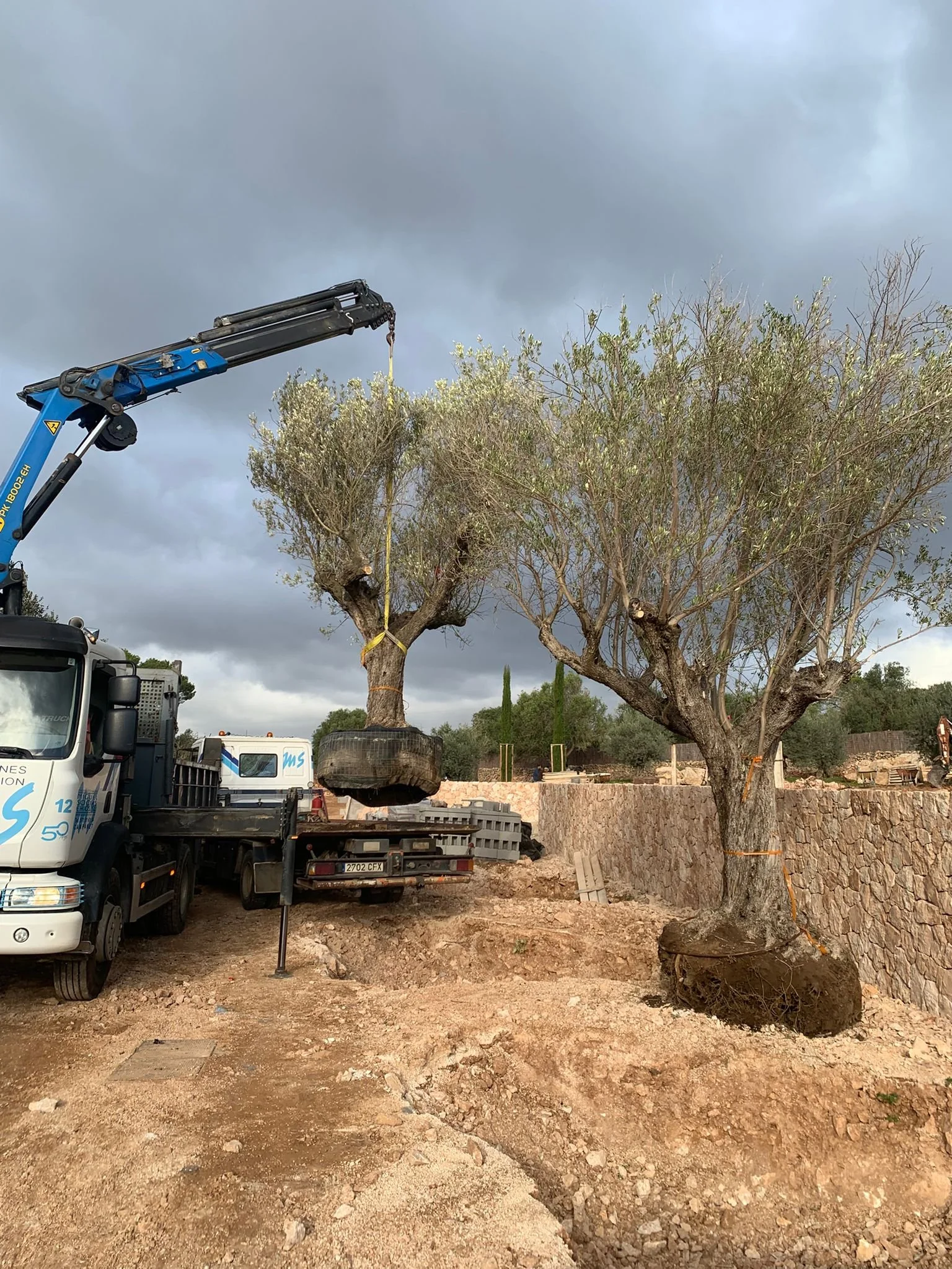 A large tree being pruned with a crane lift, with a dark, cloudy sky overhead and construction materials on the ground.