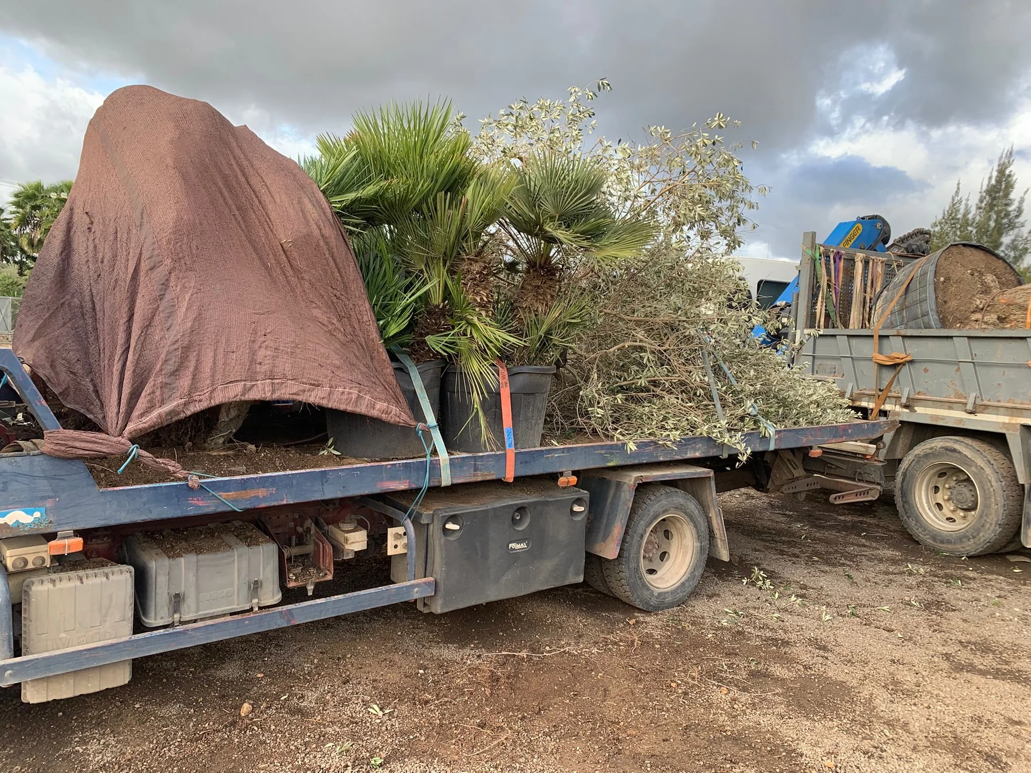 A flatbed truck carrying large potted plants, including palm trees and other greenery, parked on a dirt surface with a cloudy sky in the background.