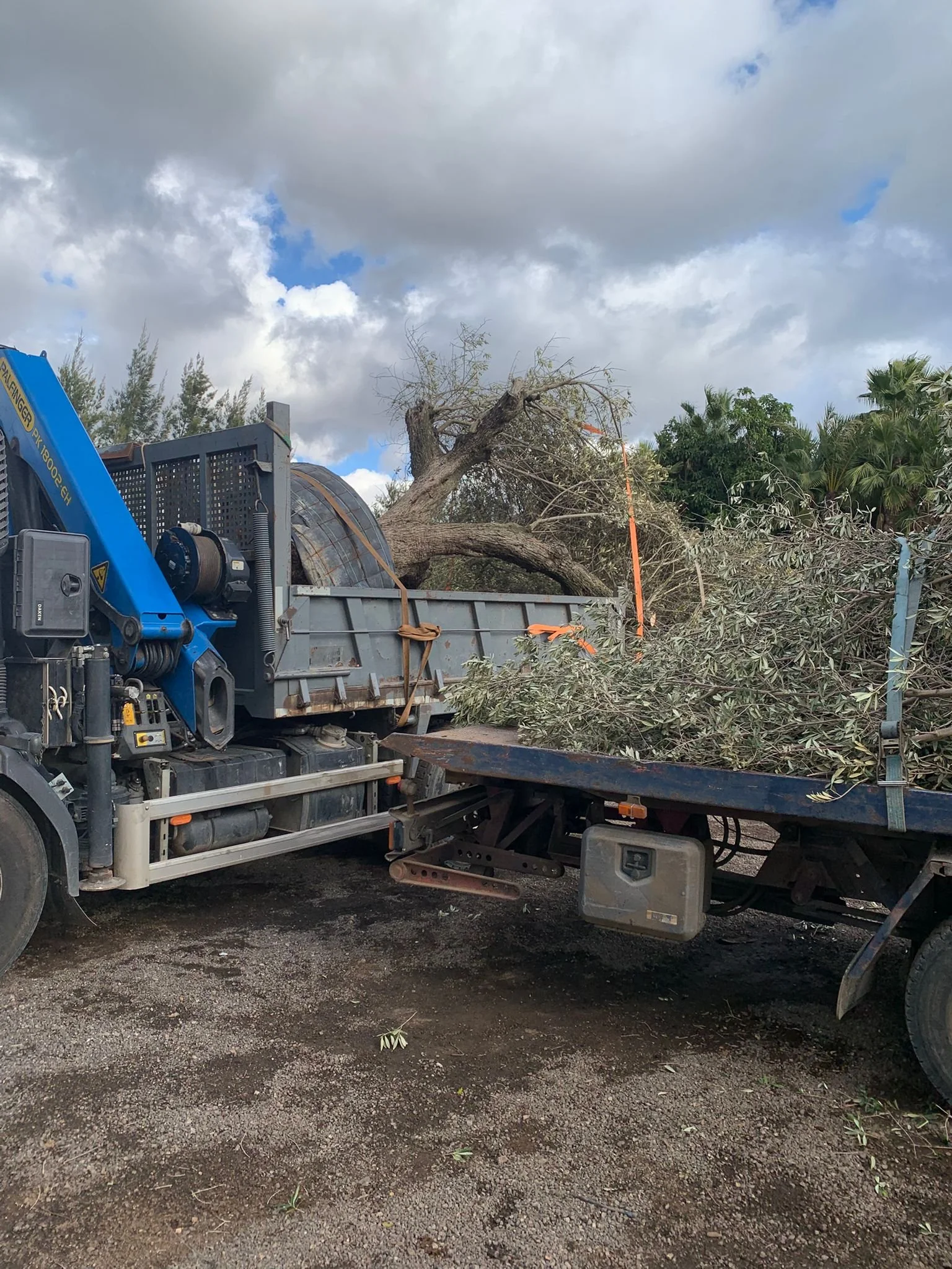 A blue crane truck with a flatbed carrying a fallen tree with large branches and leaves, against a cloudy sky and some trees in the background.