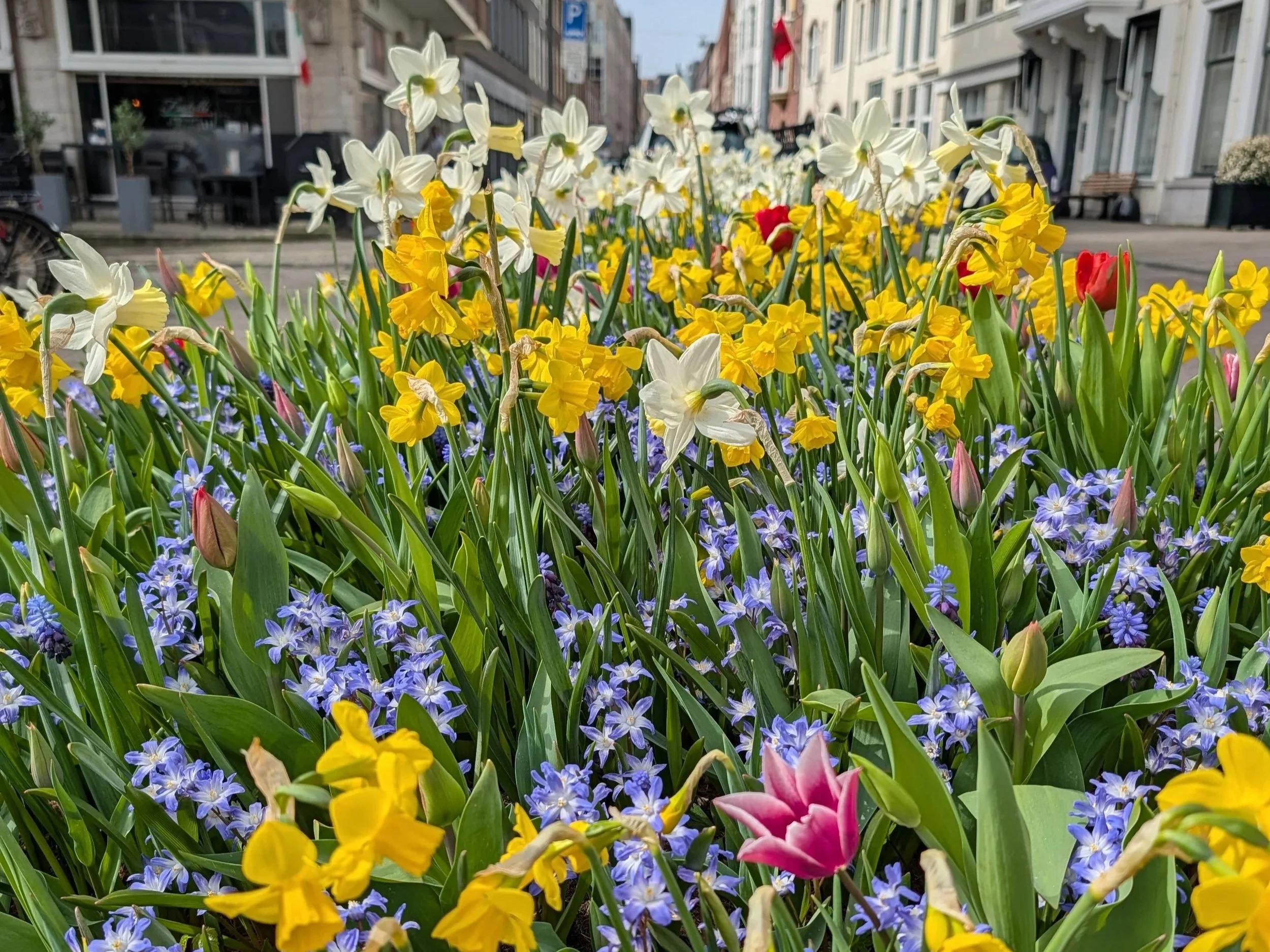 Close-up of a vibrant flower bed with yellow, white, pink, and purple flowers on a city street.