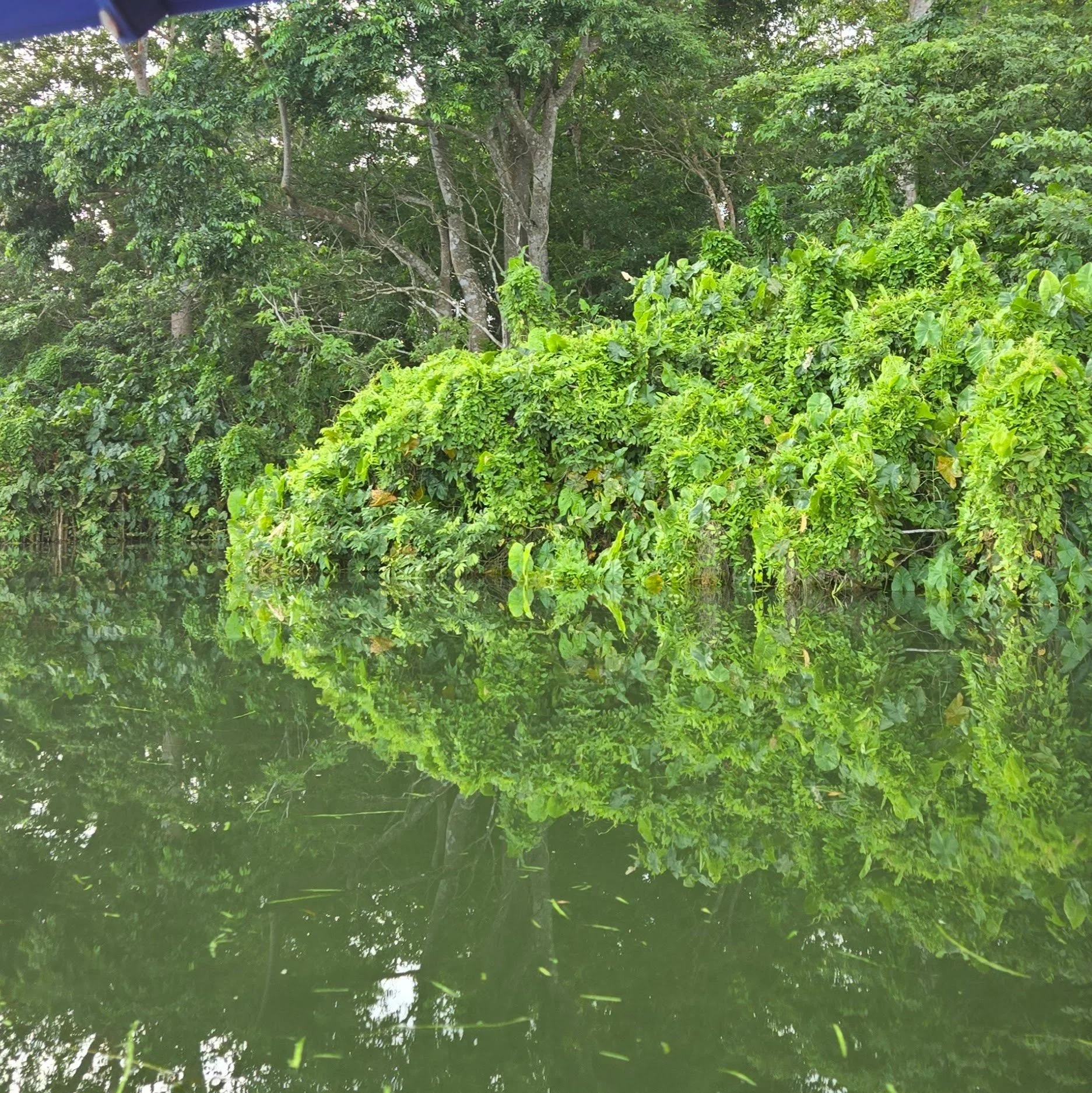 A peaceful scene of green trees and bushes reflected in a calm body of water outside.