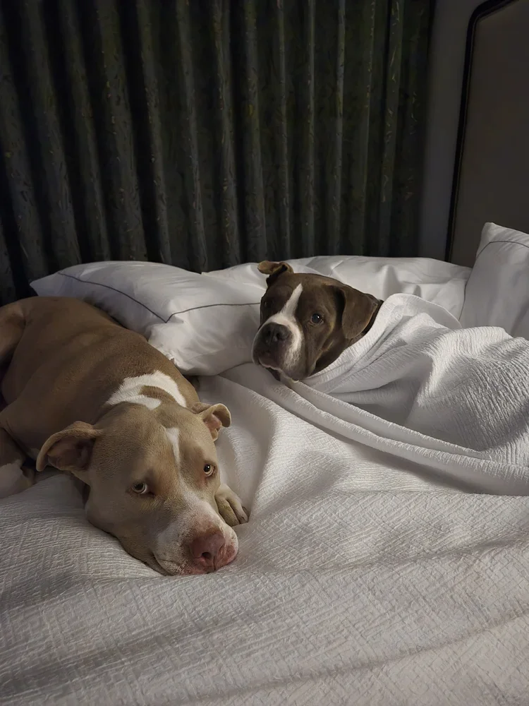 Moving to the Netherlands with Your Pet — The Complete Relocation Guide