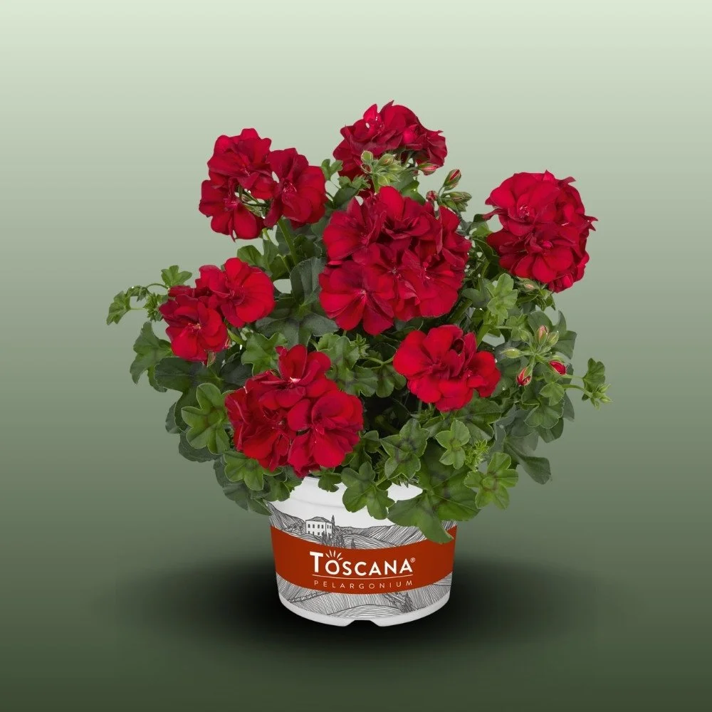 Félfutó Muskátli | Pelargonium Peltatum
