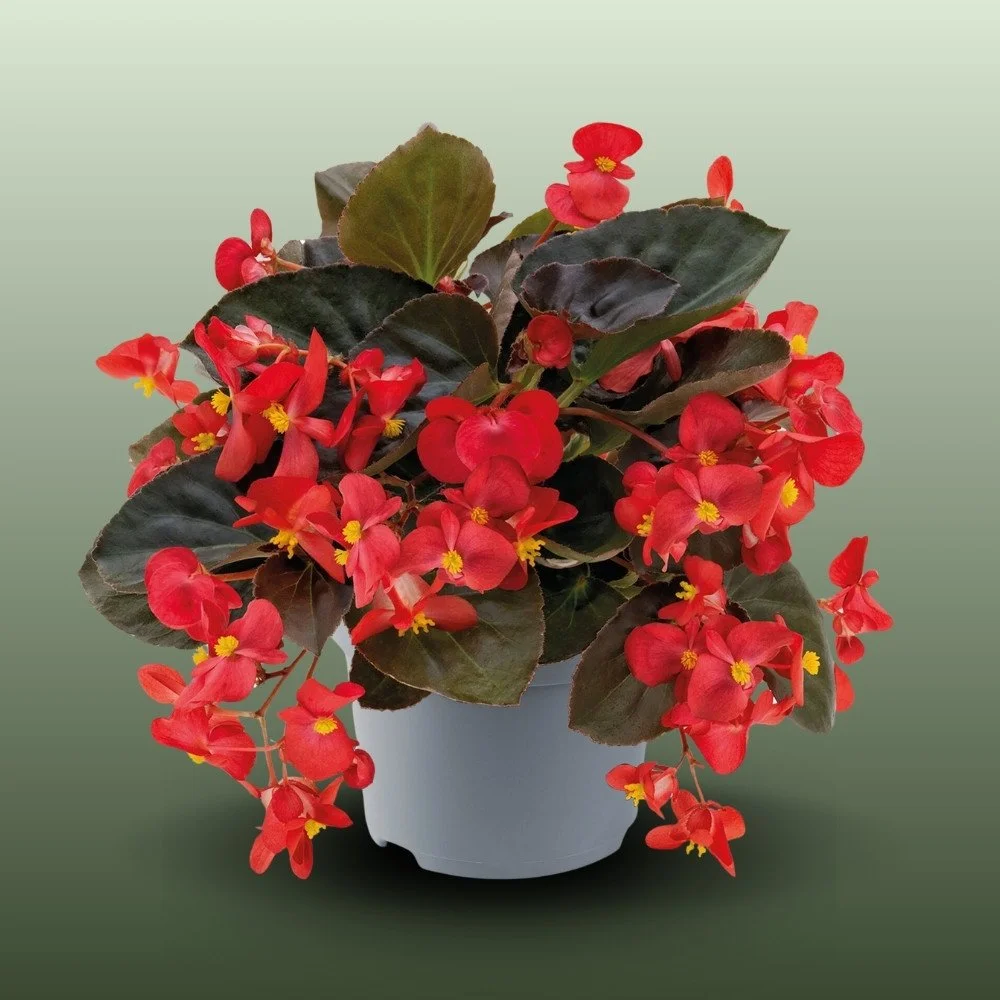 Bronzvörös Levelű Begonia x hybrida-BIG™