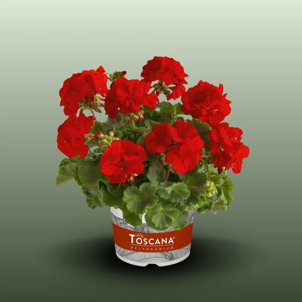 Álló Muskátli | Pelargonium Zonale