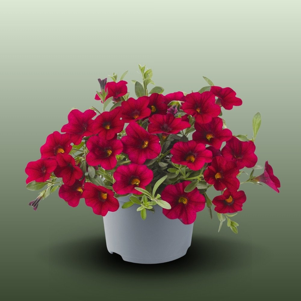 Dúsvirágú Petúnia | Calibrachoa Parviflora