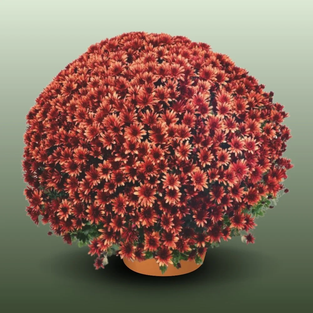 Farkasdi-kertészet-Chrysanthemum morifolium Cserepes krizantém.jpg