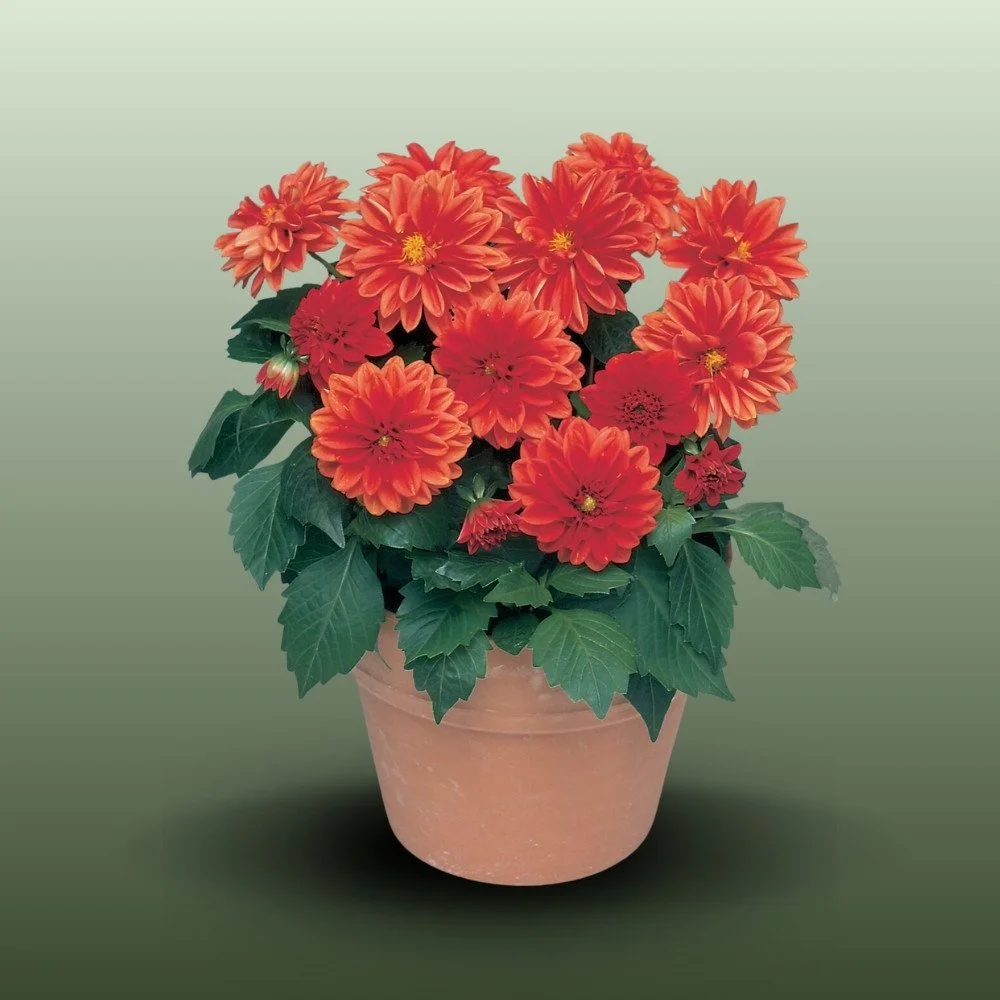 Dália | Dahlia Coccinea