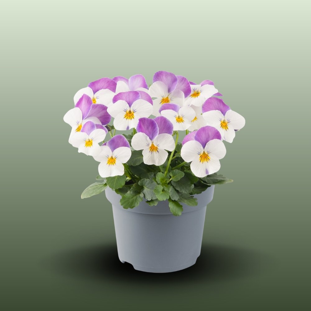 Farkasdi-kertészet-Viola cornuta Kisvirágú árvácska.jpg
