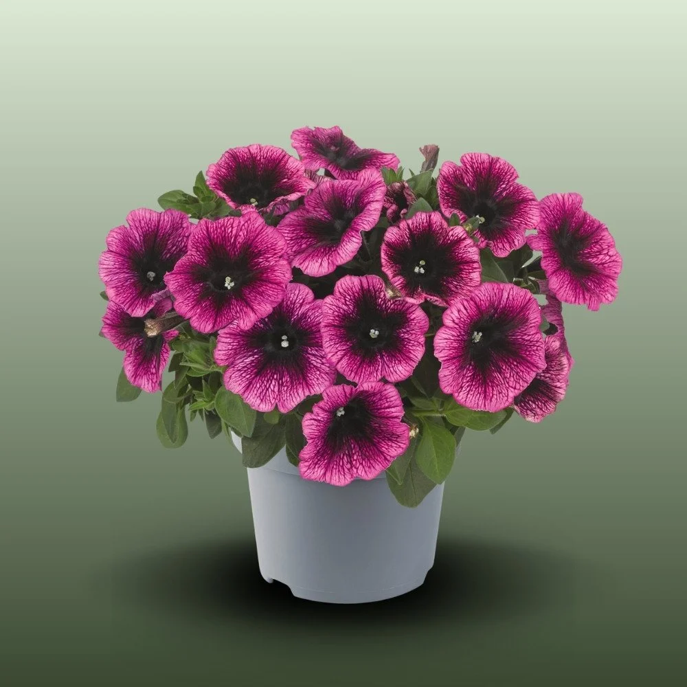 Nagyvirágú petúnia | Petunia Grandiflora