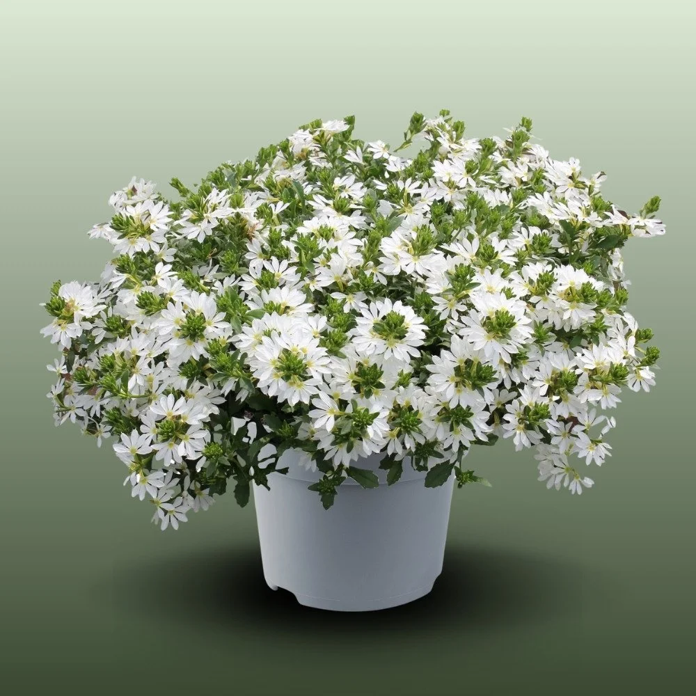 Legyezővirág | Scaevola Aemula