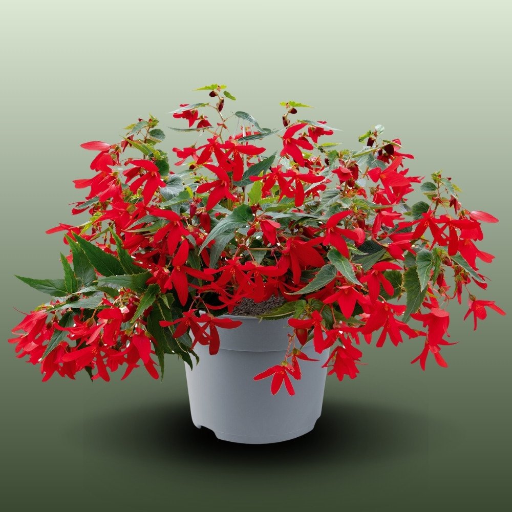 Csüngő Begónia | Begonia Boliviensis