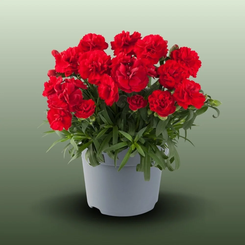 Kerti szegfű | Dianthus Caryophyllus