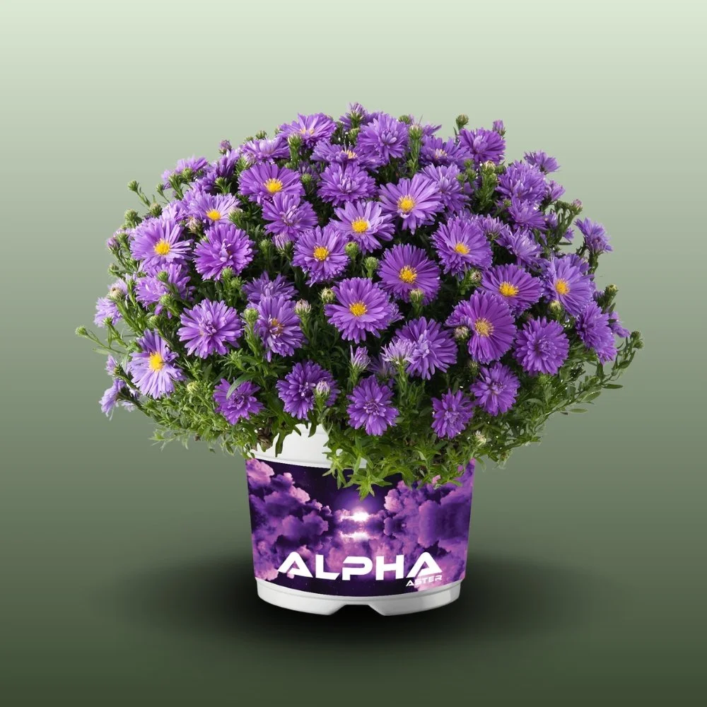 Farkasdi-kertészet-Aster dumosus Őszirózsa.jpg