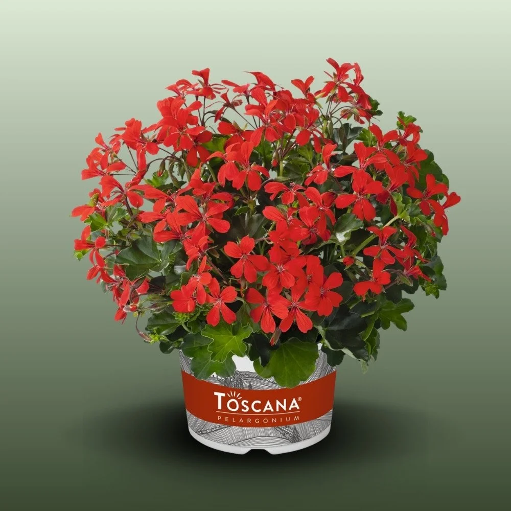Futó Muskátli | Pelargonium Peltatum