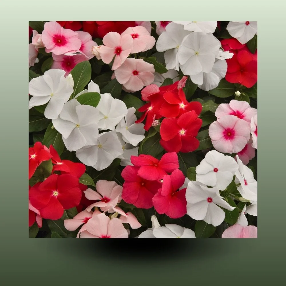 Rózsameténg | Catharanthus Roseus