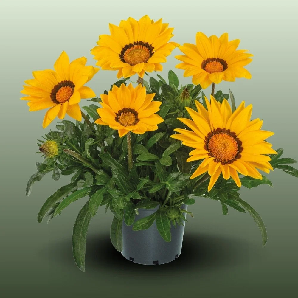 Záporvirág | Gazania Rigens