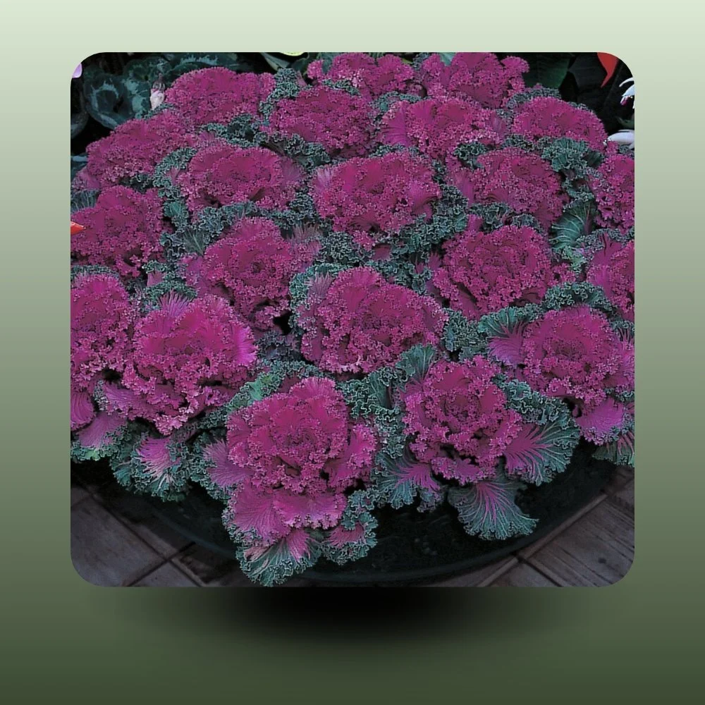 Farkasdi-kertészet-Brassica oleracea Díszkáposzta.jpg