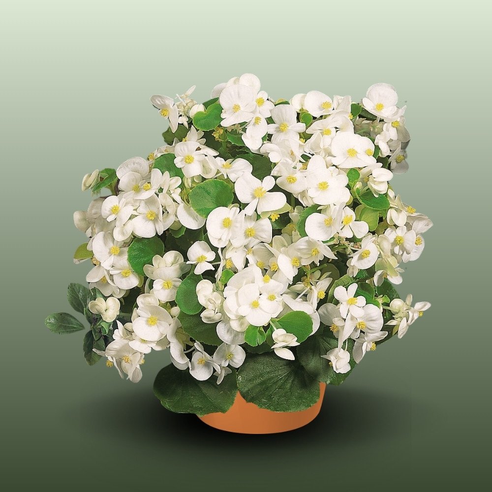 Begónia | Begonia Semperflorens