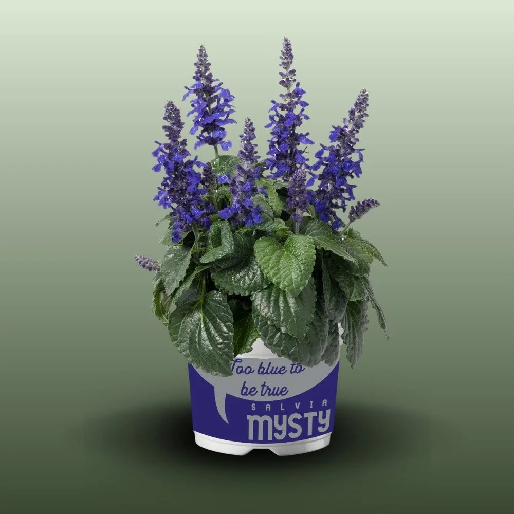 Hamvas Zsálya | Salvia farinacea