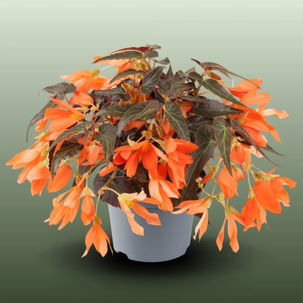 Begonia Boliviensis | Bonaparte Night Fever Papaya