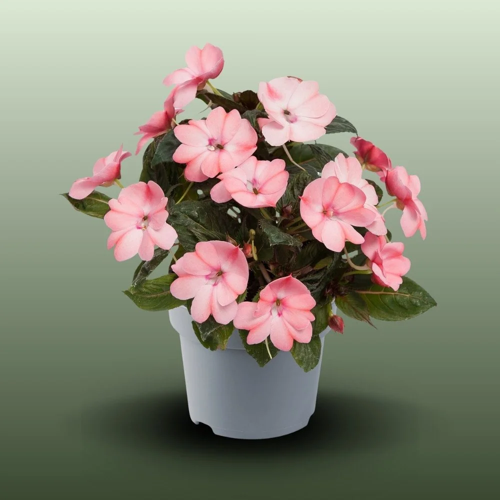 Új Guineai Nebáncsvirág | Impatiens New Guinea