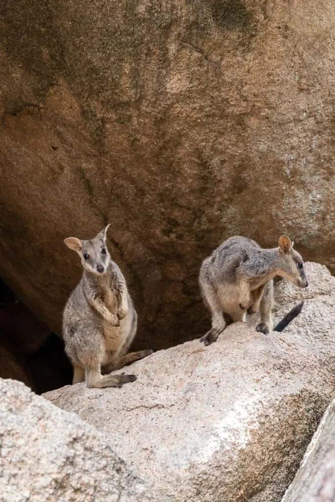 wallabies-magnetic-island.webp
