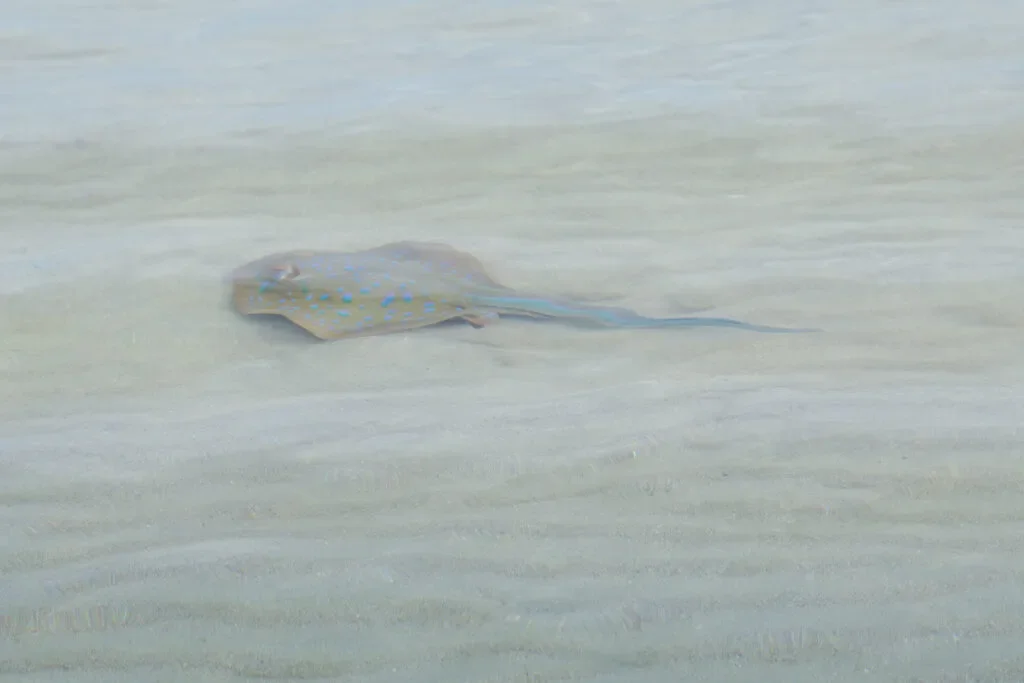 zwierzeta-australia-magnetic-island-plaszczka