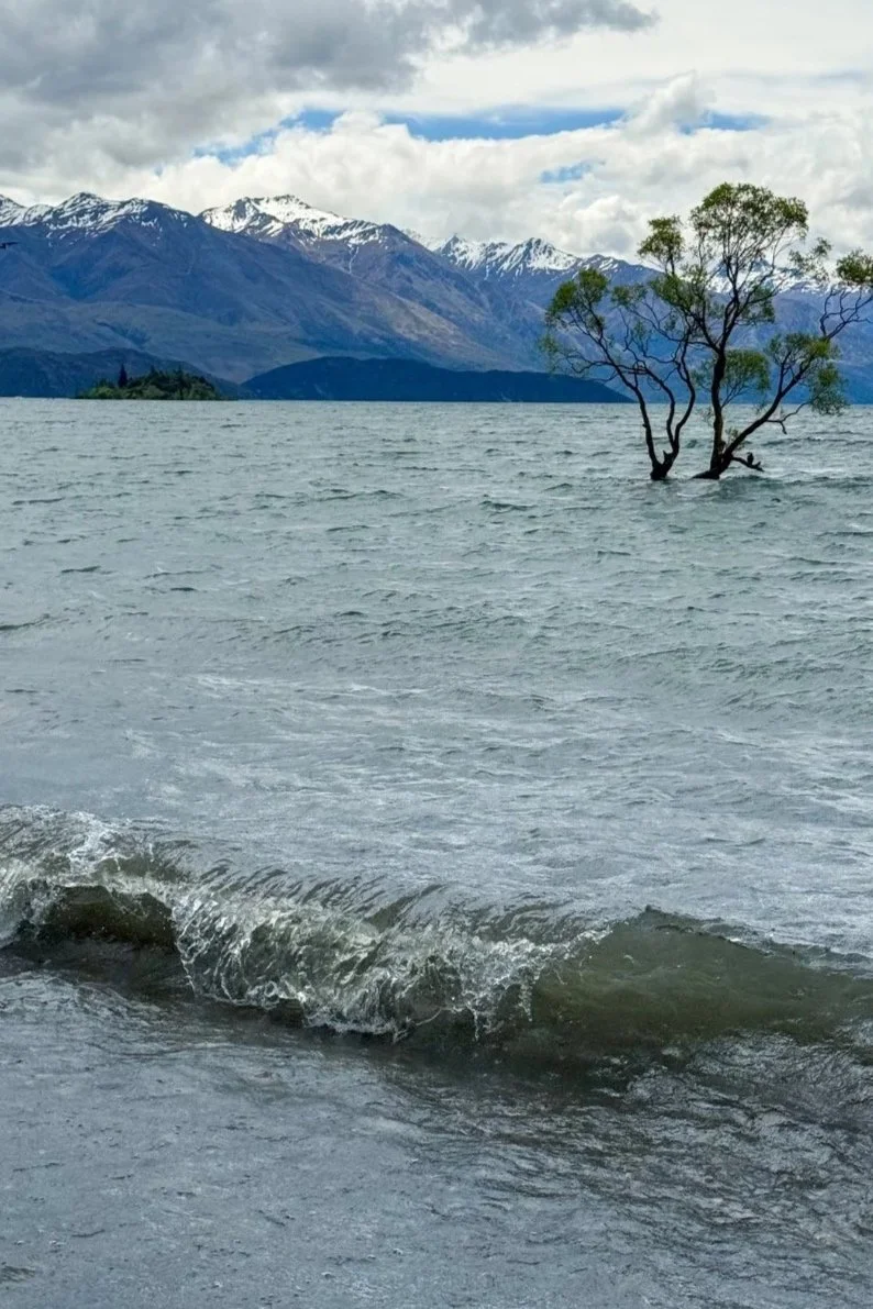 that-wanaka-tree-nowa-zelandia.jpg
