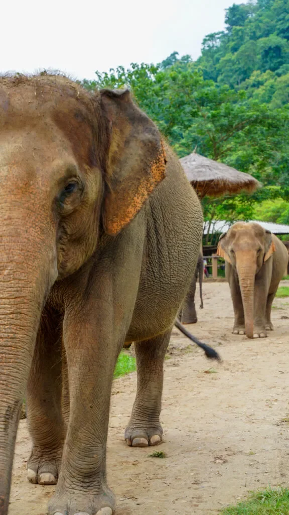 slonie-w-chiang-mai-576x1024.jpg.webp