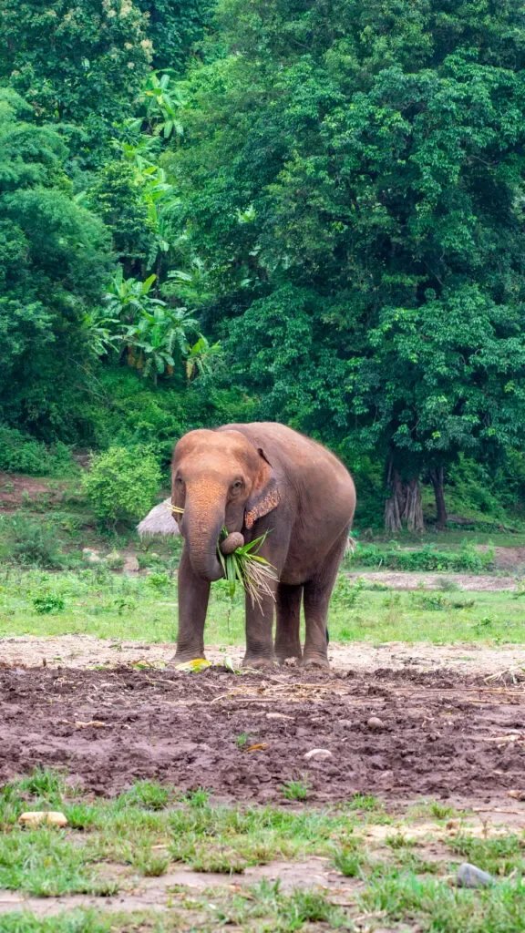 tajlandia-slonie-przewodnik-576x1024.jpg.webp