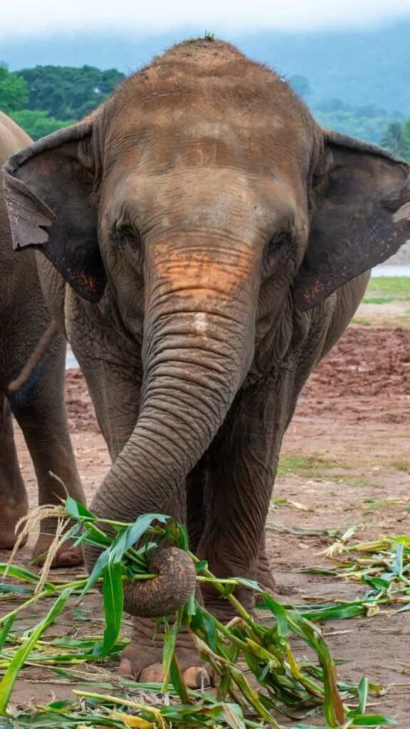 słonie Tajlandia Chiang mai