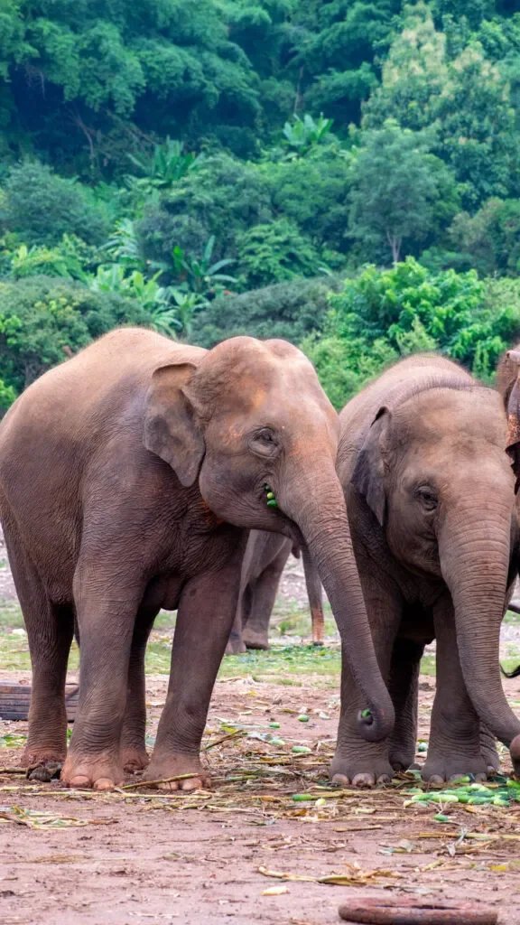 gdzie-zobaczyc-slonie-tajlandia-576x1024.jpg.webp