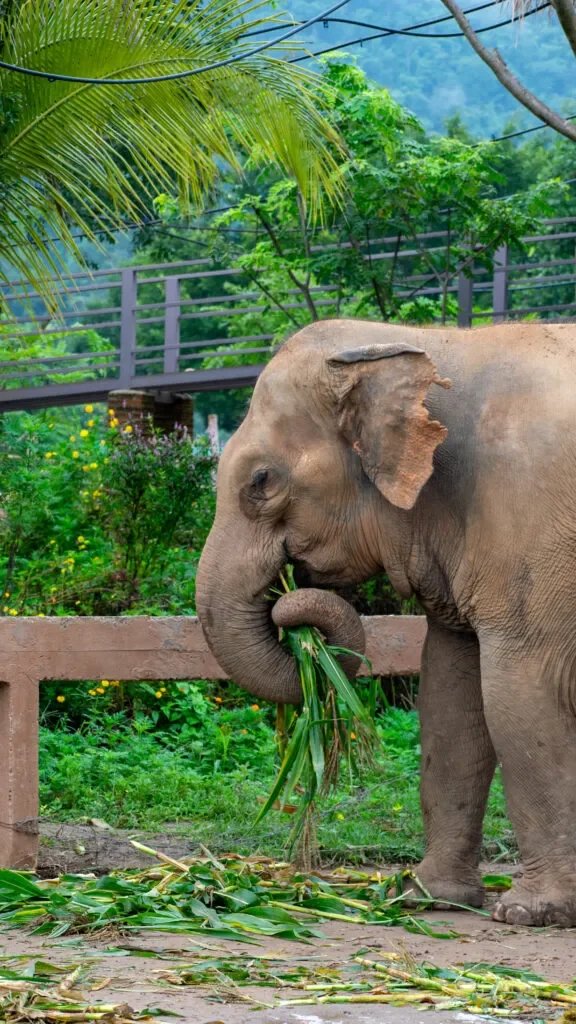 wykorzystywanie-zwierzat-tajlandia-chiang-mai-