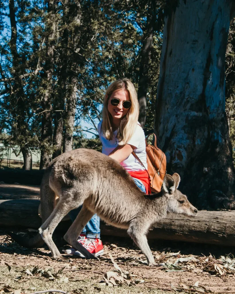 lone-pine-koala-sanctuary-karmienie-kangura.webp