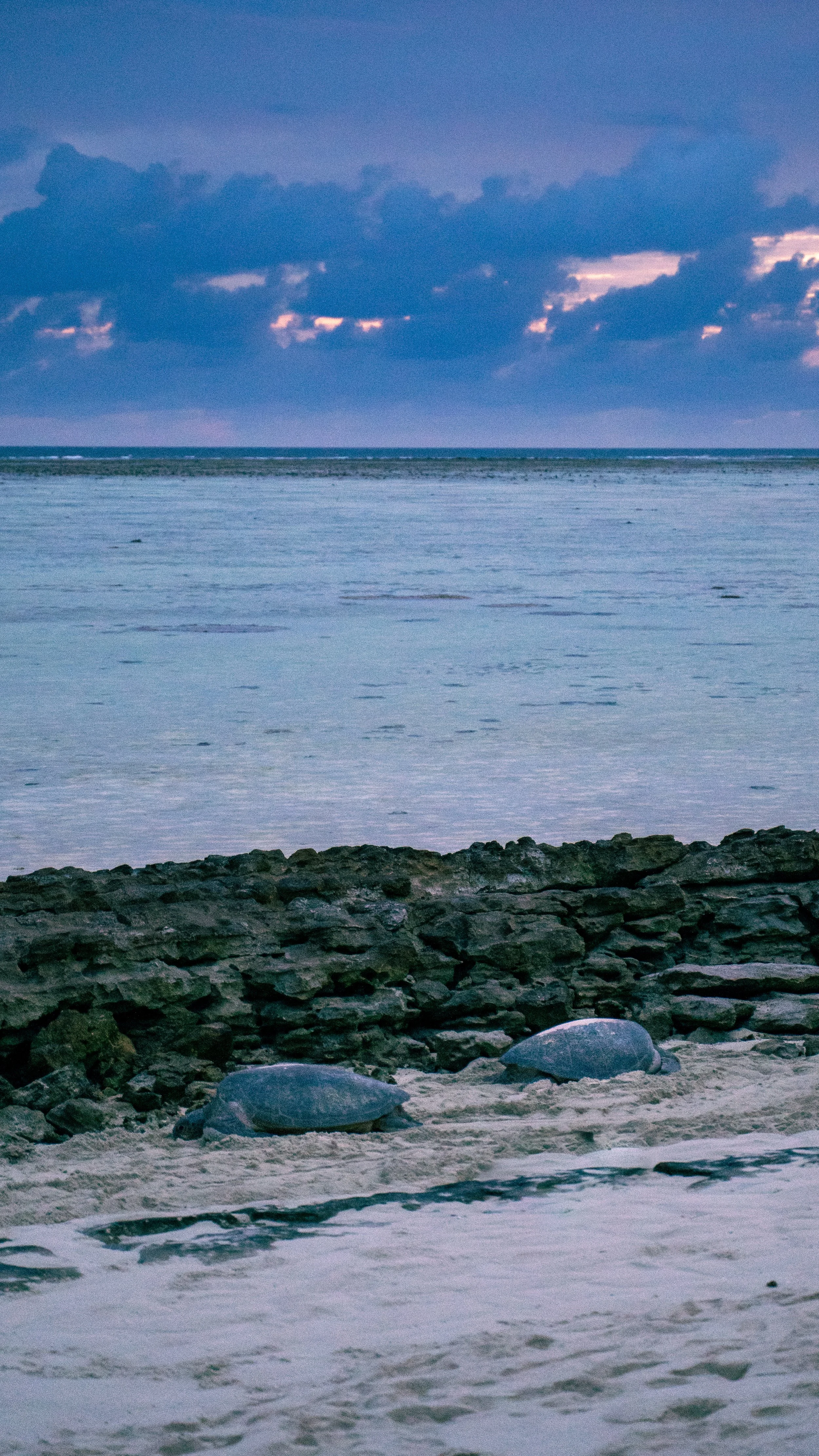 zolwie-w-australii-heron-island.JPG