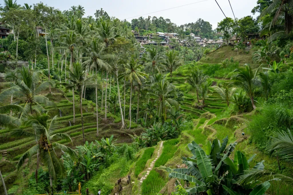 taras-ryzowy-atrakcje-bali-indonezja-JPG-1024x683.jpg.webp