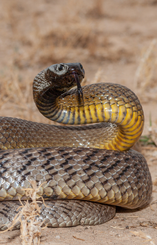 Niebezpieczne zwierzęta w Australii 