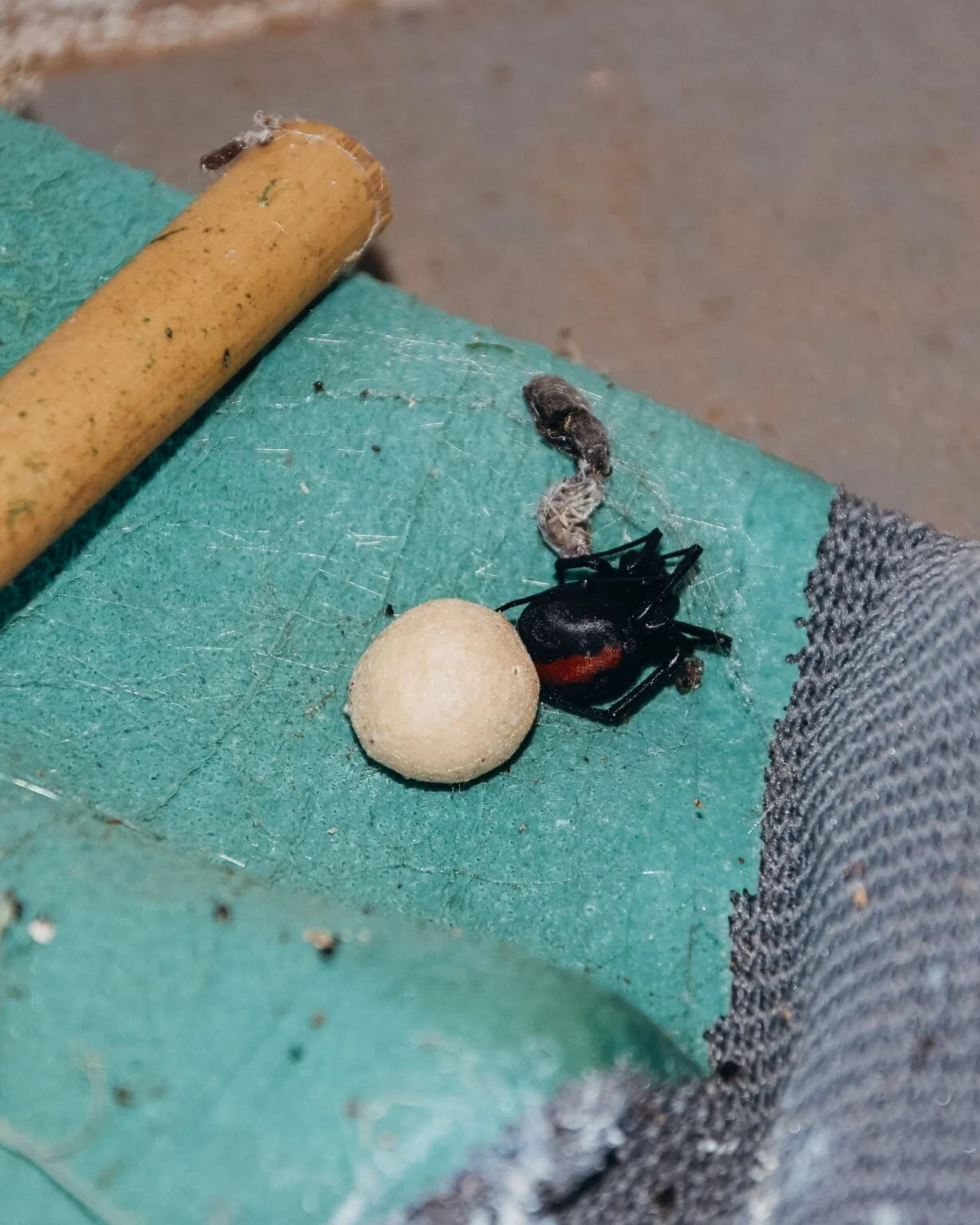 Redback-spider-pajaki-w-australii.jpg